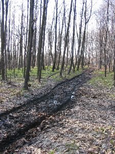petrovice203.jpg