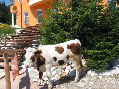 kucipremci317.jpg