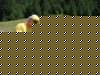 rumunsko179_small.jpg