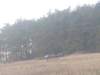 horazdovice088_small.jpg